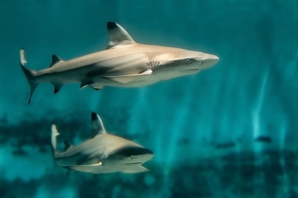 Aquarium of the Pacific Image #7 Aquarium of the Pacific Image #7