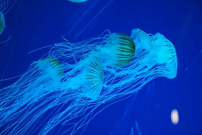 Ripley's Aquarium of Myrtle Beach Image #2 Ripley's Aquarium of Myrtle Beach Image #2