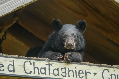 Audubon Zoo Image #7