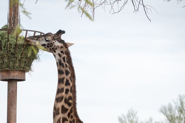 Phoenix Zoo Image #6