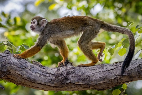 Phoenix Zoo Image #10