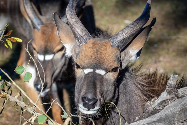 Phoenix Zoo Image #12