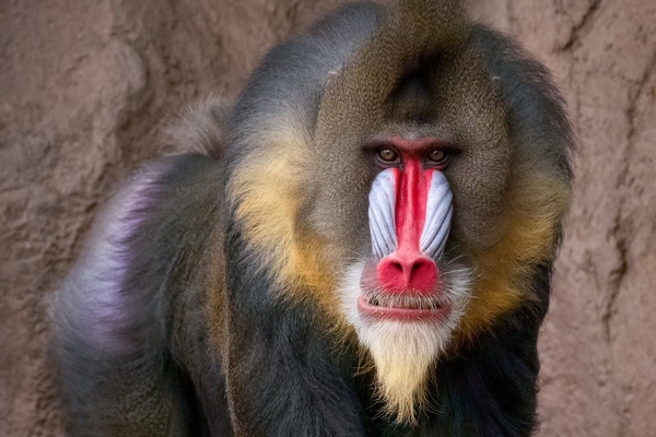 Phoenix Zoo Image #13