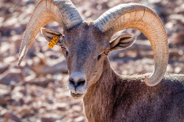 Phoenix Zoo Image #14