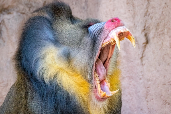 Phoenix Zoo Image #15