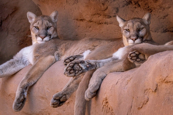 Phoenix Zoo Image #17