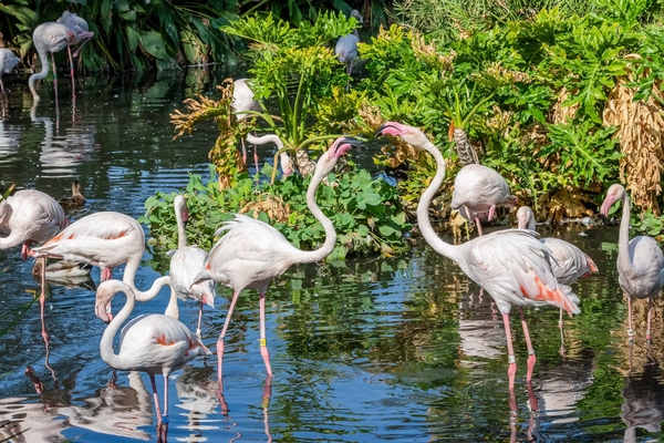 Phoenix Zoo Image #18