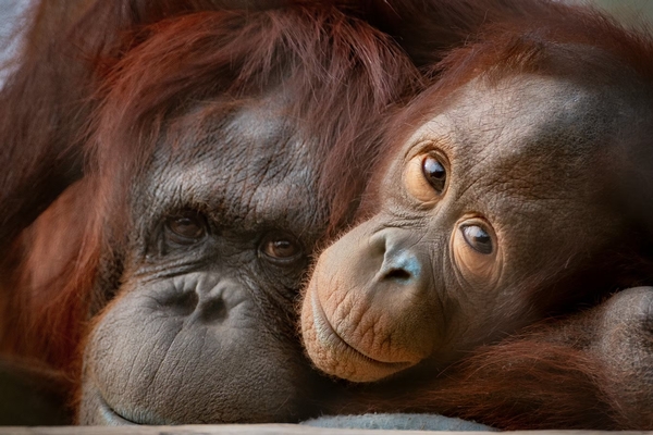 Phoenix Zoo Image #20