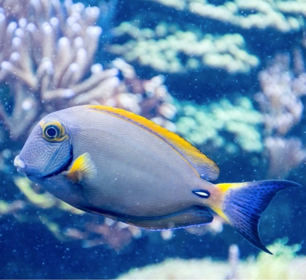 SEA LIFE Arizona Image #4