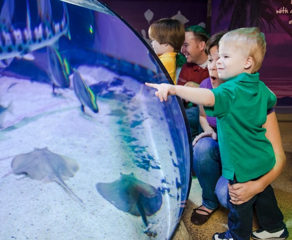 SEA LIFE Arizona Image #5