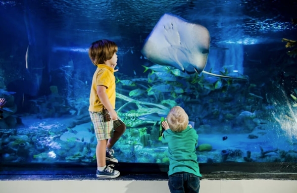 SEA LIFE Arizona Image #8