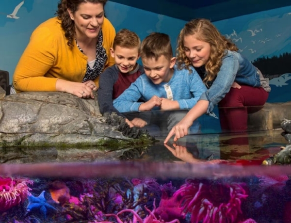 SEA LIFE Grapevine Aquarium Image #8